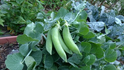 Fresh green pea pods are showcased in a field, highlighting the principles of organic agriculture and wholesome food