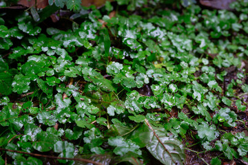 A lush, wet patch of Gotu Kola (Centella asiatica or Pegagan), a medicinal herb, on the forest floor.