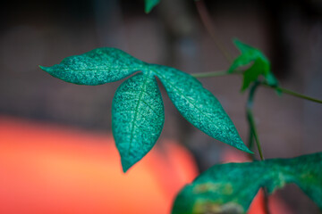An artistic macro of a textured, blue-green leaf against a warm, out-of-focus orange background.