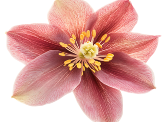 Delicate pink aquilegia flower with yellow stamen isolated on transparent background