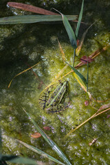 Grüner Teichfrosch auf Algen im Gartenteich – Nahaufnahme im natürlichen Lebensraum