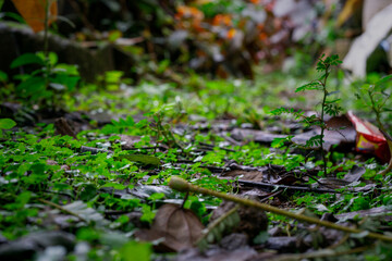 A moody, low-angle, ground-level view of a damp forest floor with green weeds and decaying leaves after the rain.