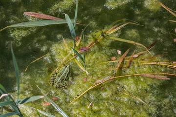 Grüner Teichfrosch auf Algen im Gartenteich – Nahaufnahme im natürlichen Lebensraum