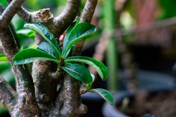 A close-up of the fresh, glossy green leaves and thick stem of a Desert Rose (Adenium obesum) plant.