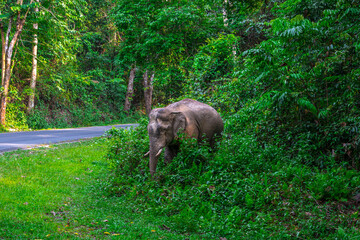 Elephants are large mammals and are the largest land animals. Wild elephants eat plants. They are big, have a small head, big legs, and have a trunk that reaches to the ground. That trunk is the nose.