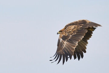 Tawny eagle (Aquila rapax) taking off from the branch of a dead tree in South Luangwa National Park, Zambia