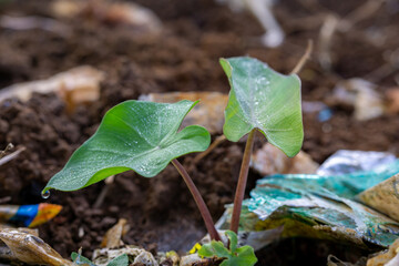 Life finds a way: A young green taro plant sprouts and grows through a pile of plastic trash and pollution.
