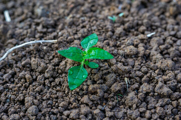 New life and freshness: A tiny green seedling with water drops sprouts from fertile soil.