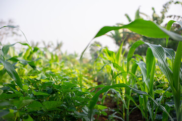 A low-angle view of a mixed field of corn (maize) and sweet potatoes, backlit by the bright morning sun.