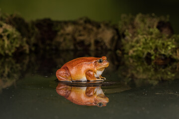 A tomato frog sits in a shallow pool of water, its reflection visible in the still surface.