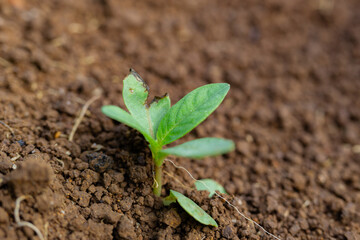 Resilience in nature: A young green seedling continues to grow despite a damaged leaf.