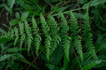 A top-down view of a single, intricate green fern frond on the dark, damp forest floor.