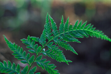 An elegant close-up of a lacy, green fern frond with a dark, out-of-focus forest background.