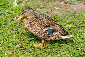 Close up of a juvenile Mallard duck in bright sunlight.