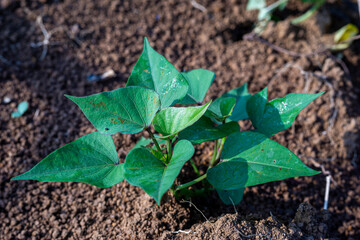 A close-up of a young, healthy sweet potato (Ipomoea batatas) plant sprouting from fertile, tilled soil on a farm.