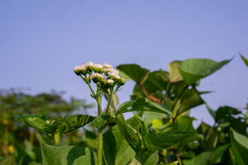 A white Billygoat-weed (Ageratum conyzoides) wildflower against a clear blue sky with ample copy space.