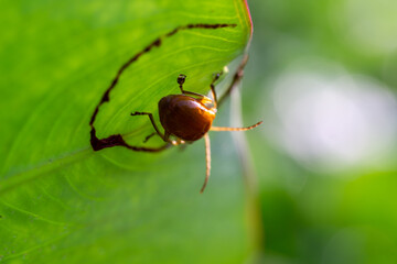 A macro shot of a small orange beetle hiding inside a curled green leaf in a sunny garden.