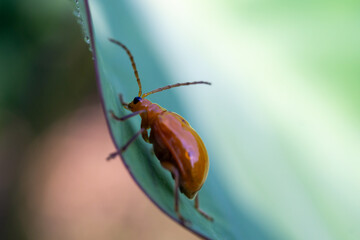 A macro photo of an orange leaf beetle on a green leaf with a bright, clean background for copy space