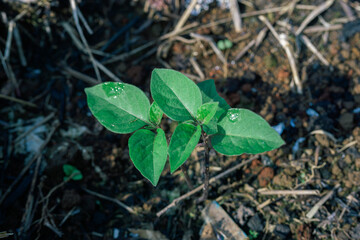 Hope and new beginnings: A single green sapling with fresh morning dew drops grows from cluttered, dark soil