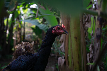 A close-up portrait of a black Ayam Kampung (Indonesian village chicken) in a lush, free-range backyard with banana trees.