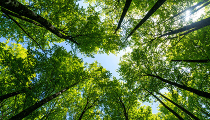 Obraz premium Lush Green Canopy: Vibrant Spring Forest, Sunlight Through Leaves, Upward View, Tranquil Nature Scene, Serene Atmosphere, Peaceful Woods.