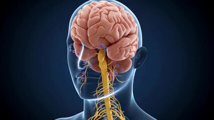 Human brain and nervous system with spinal cord, neurons and cranial nerves for medical anatomy, neurology and healthcare education - Powered by Adobe