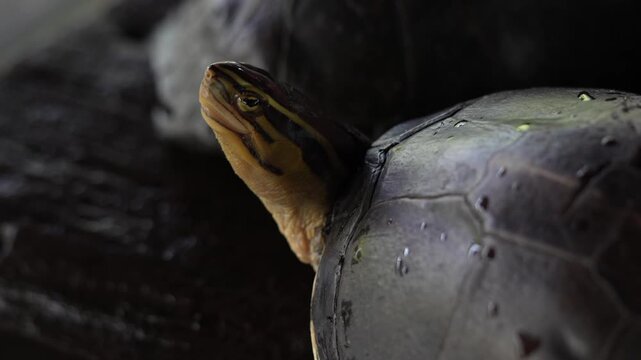 cuora amboinensis also known as the southeast asian box turtle is a freshwater turtle with a domed shell commonly found in wetlands rivers and rice fields
