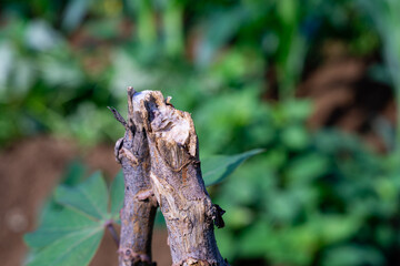 A close-up of a cut cassava (Manihot esculenta) stem after harvesting, used for propagation in a farm field.