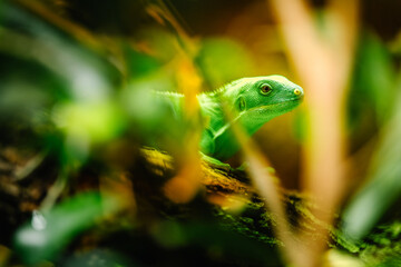 Fiji iguana, small animal in the jungle