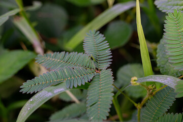 A close-up of the intricate leaves of the Sensitive Plant (Mimosa pudica), also known as Putri Malu