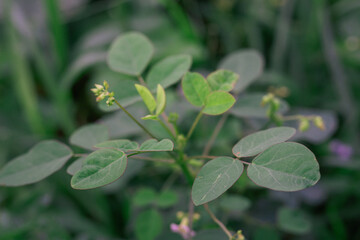 A close-up of a wild Desmodium plant with soft green, clover-like leaves and delicate flower buds