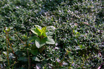 A bright green broadleaf weed growing in a dense patch of dark green lawn grass under the bright sun