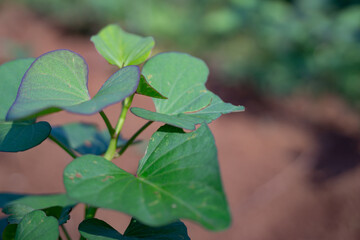 A close--up of a young sweet potato (Ipomoea batatas) plant with fresh green leaves growing in a field