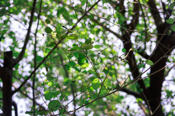Selective focus on backlit green leaves and delicate branches with a bright, dreamy bokeh background