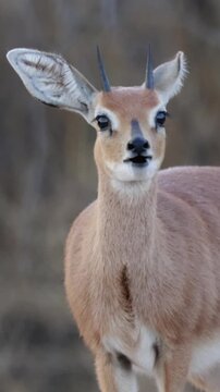 Vertical video, a steenbok feeding
