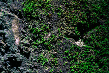 Vibrant green moss growing in the cracks of a dark, decaying, and grungy concrete wall