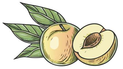 Illustration of a whole peach and a half peach with a pit surrounded by green leaves art design
