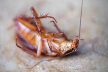 Selective focus, close-up photo of dead cockroach lying on the floor