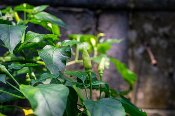 Close up of a fresh green Bird's Eye Chili (Capsicum frutescens or Cabe Rawit) growing on a plant in a garden