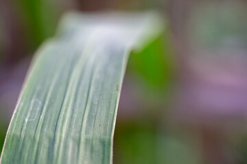 Extreme close up of a green corn leaf showing detailed lines and texture with a soft blurred background