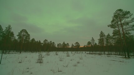 Naklejka premium Frozen Tundra Under Dazzling Northern Lights, Endless Snowfield with Scattered Pine Trees, Vivid Green and Purple Aurora Glow Across Arctic Sky 