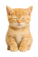 Sleeping Kitten High quality Realistic image