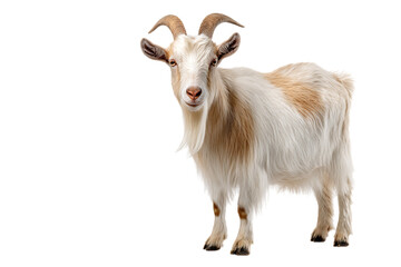 Friendly goat with horns