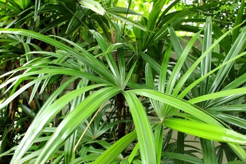 Obraz premium Lady Palm Leaves (Rhapis excelsa) Tropical Green Plant for Eco Living and Garden Design