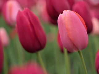4月に美しく咲いた色彩豊かなチューリップの花