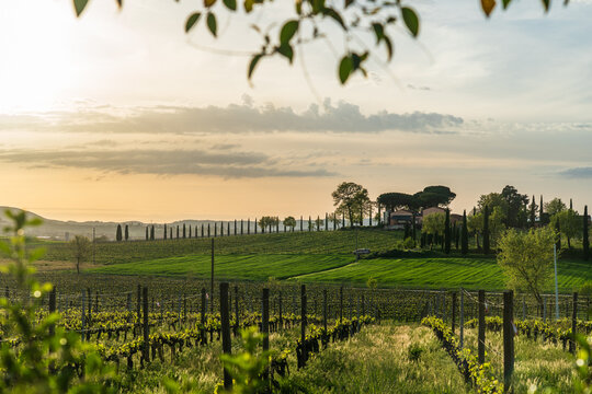 Tuscany, Italy - 21 April 2025: View of rolling green vineyards leading to a distant villa under a pastel sky, framed by delicate foliage.
