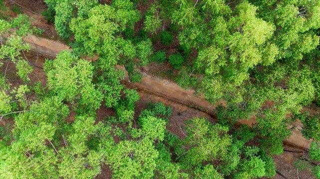 Aerial Drone Orbit Shot of Road in a Turpentine Forest