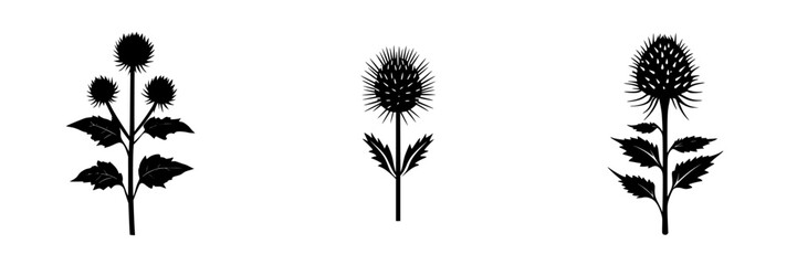 Three unique silhouettes of thistle plants showcasing intricate details and distinct shapes in a minimalistic design
