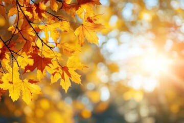 Obraz premium Autumn background sunlight autumn leaves.