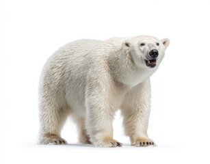 Fototapeta premium The portrait of a majestic polar bear showcases the animal's impressive physique, with its thick white fur serving as a symbol of its reign over the icy terrain, and its demeanor radiating power and